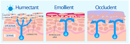 good skin moisturiser​ ingredients
