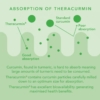 neutrient curcumin absorption diagram