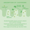 neutrient curcumin absorption of casperome diagram